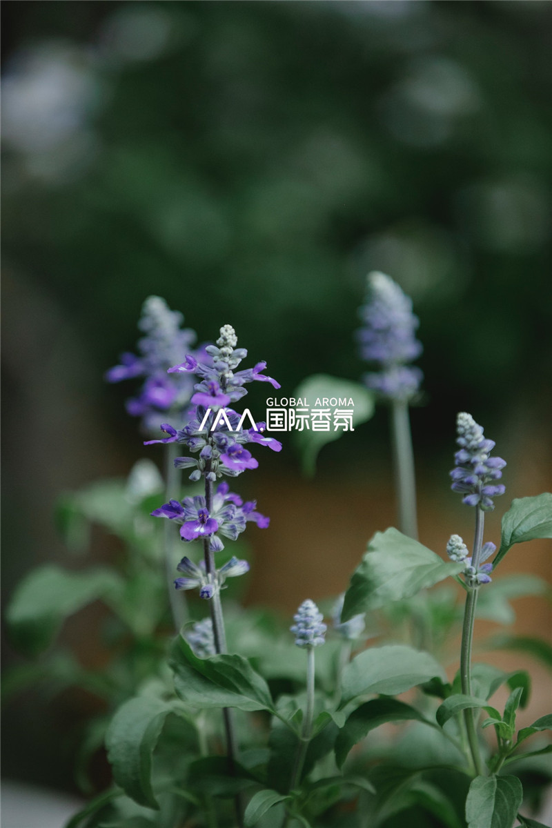 香氛机