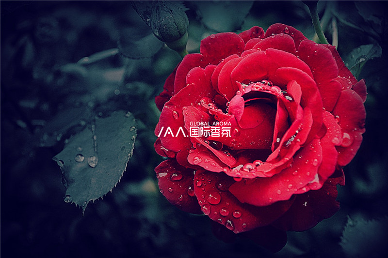 香氛
