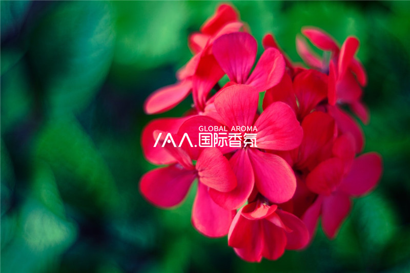 香氛