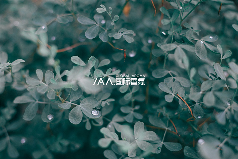 香氛