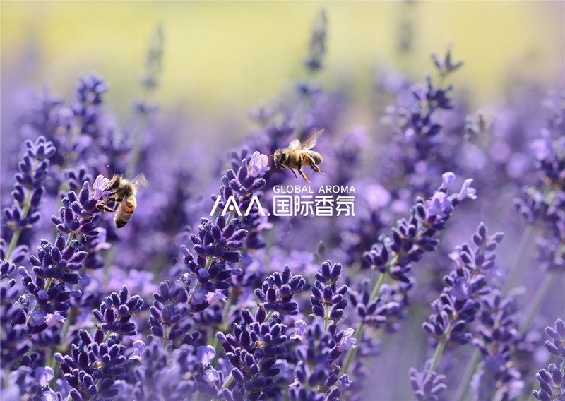 香氛