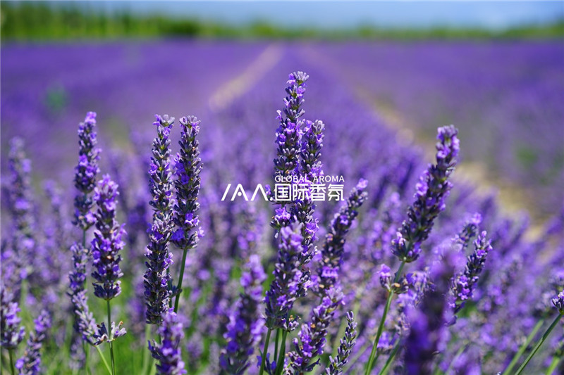 香氛