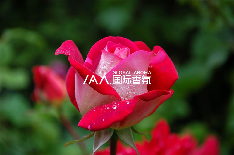 香氛