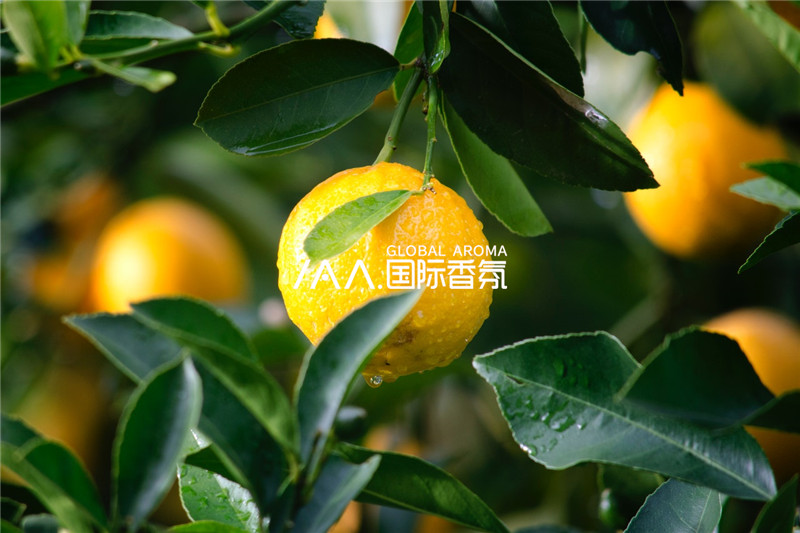 香氛