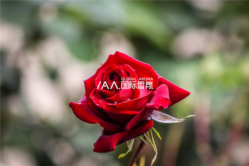 香氛