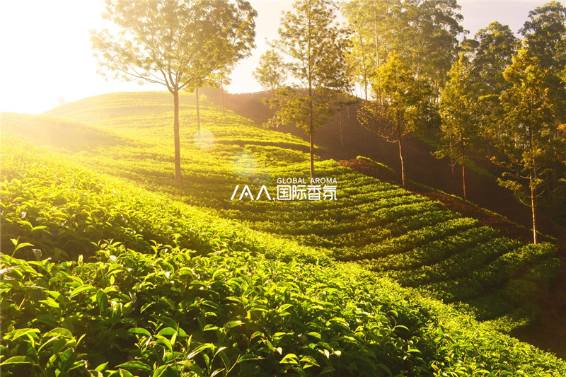 香氛