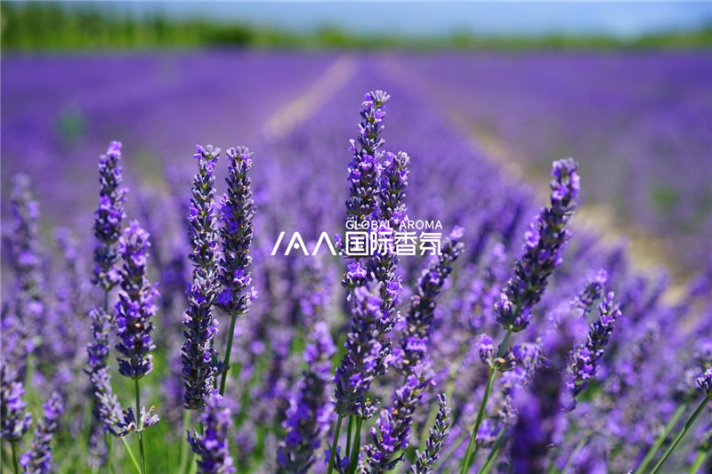 香氛