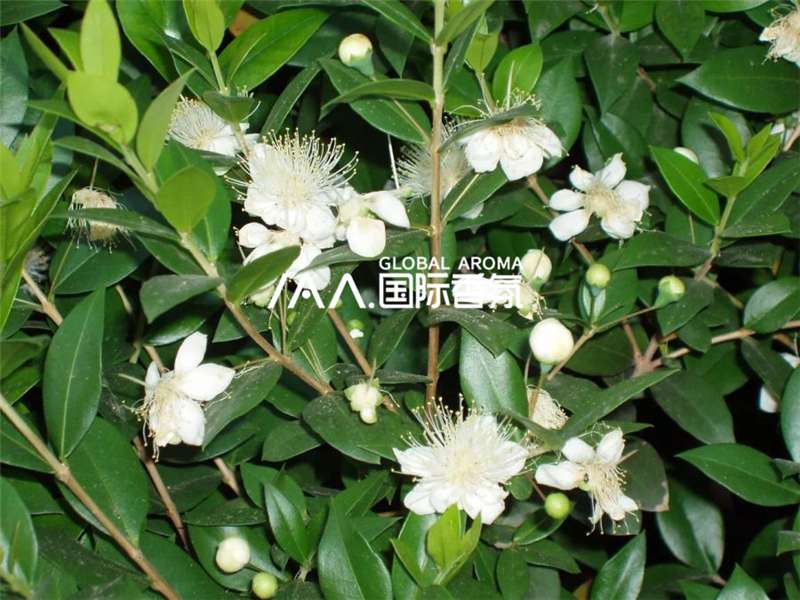 香氛