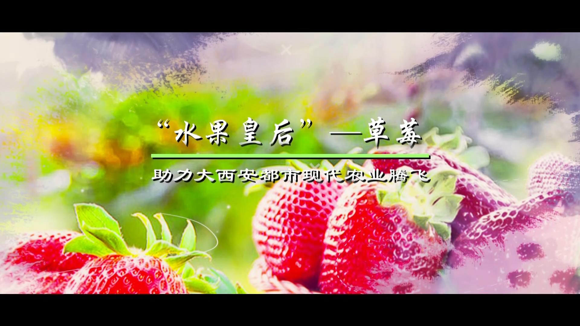 农林委《水果皇后-草莓》