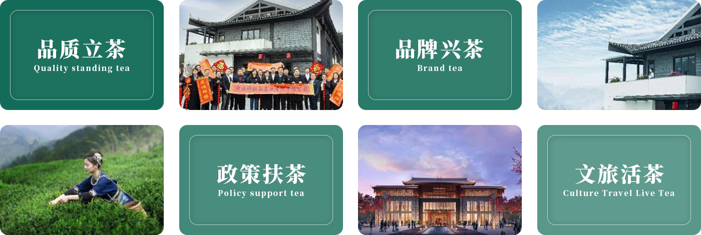 湖南黄金茶生产厂家