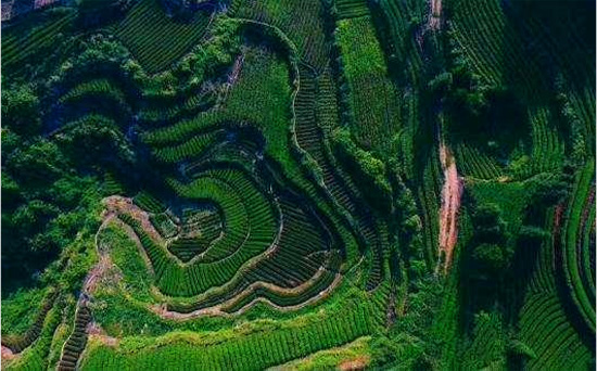 湖南黄金茶龙头企业