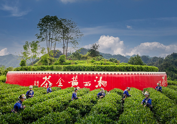 茶博园“肆野"市集｜“我在湘西有亩茶”，第一期认购启动，做“茶园主”免费住民宿，市集当天五折