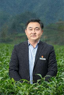 湘西茶叶研发销售