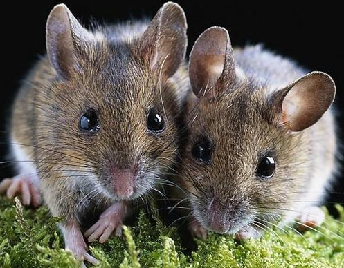 家庭杀虫灭鼠常识与指导