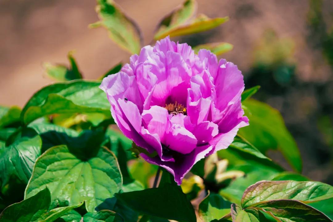霞浦昌阳观：牡丹花开好时节