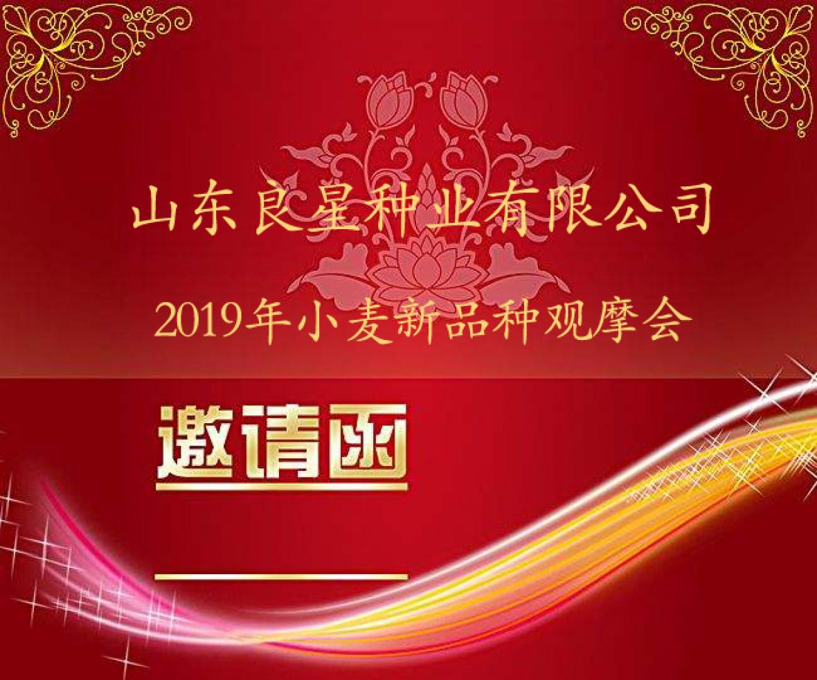  2019年良星种业小麦新品种现场观摩会