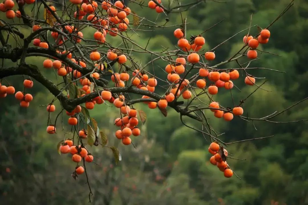 莲花山润生堂