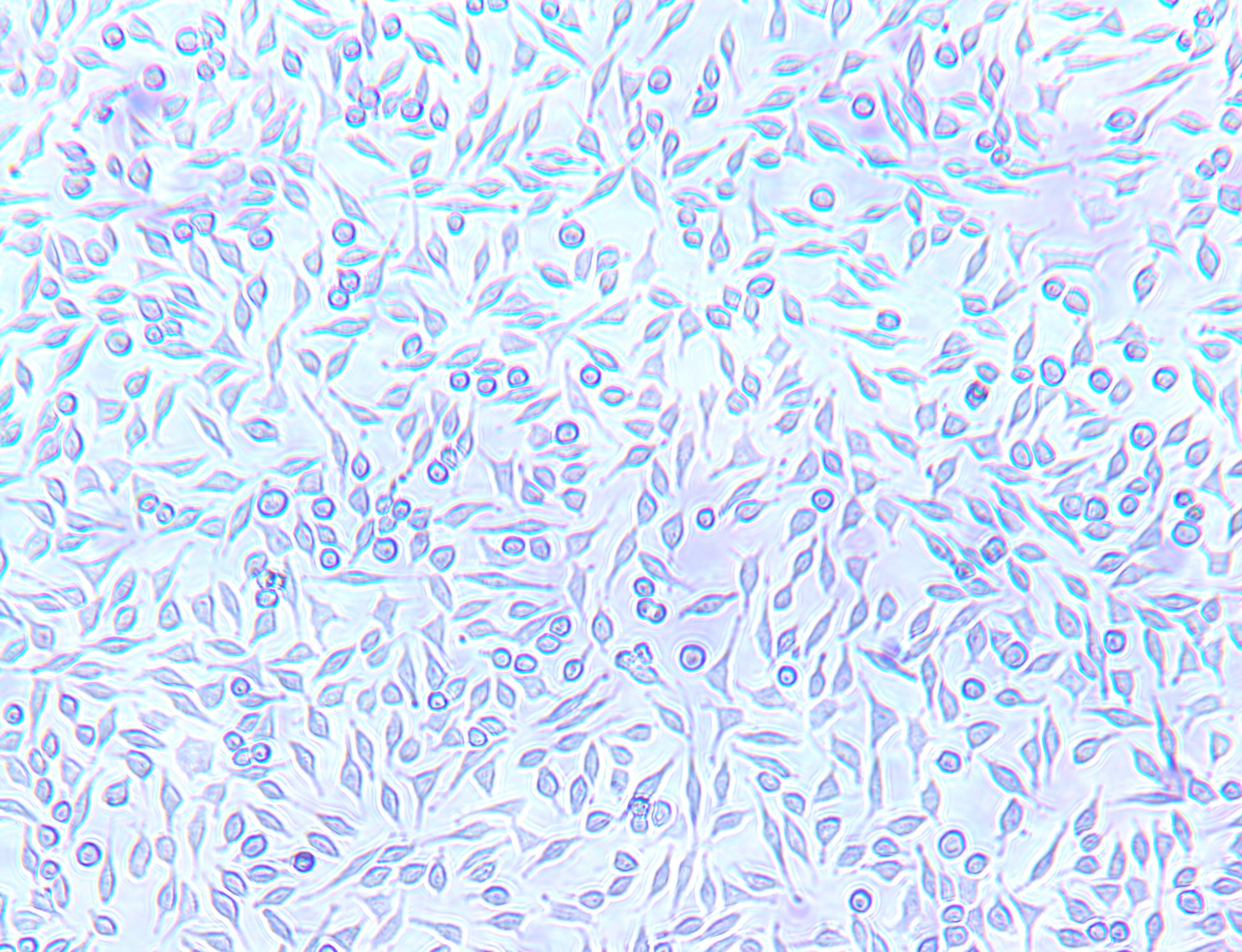 Cytotoxicity Tests