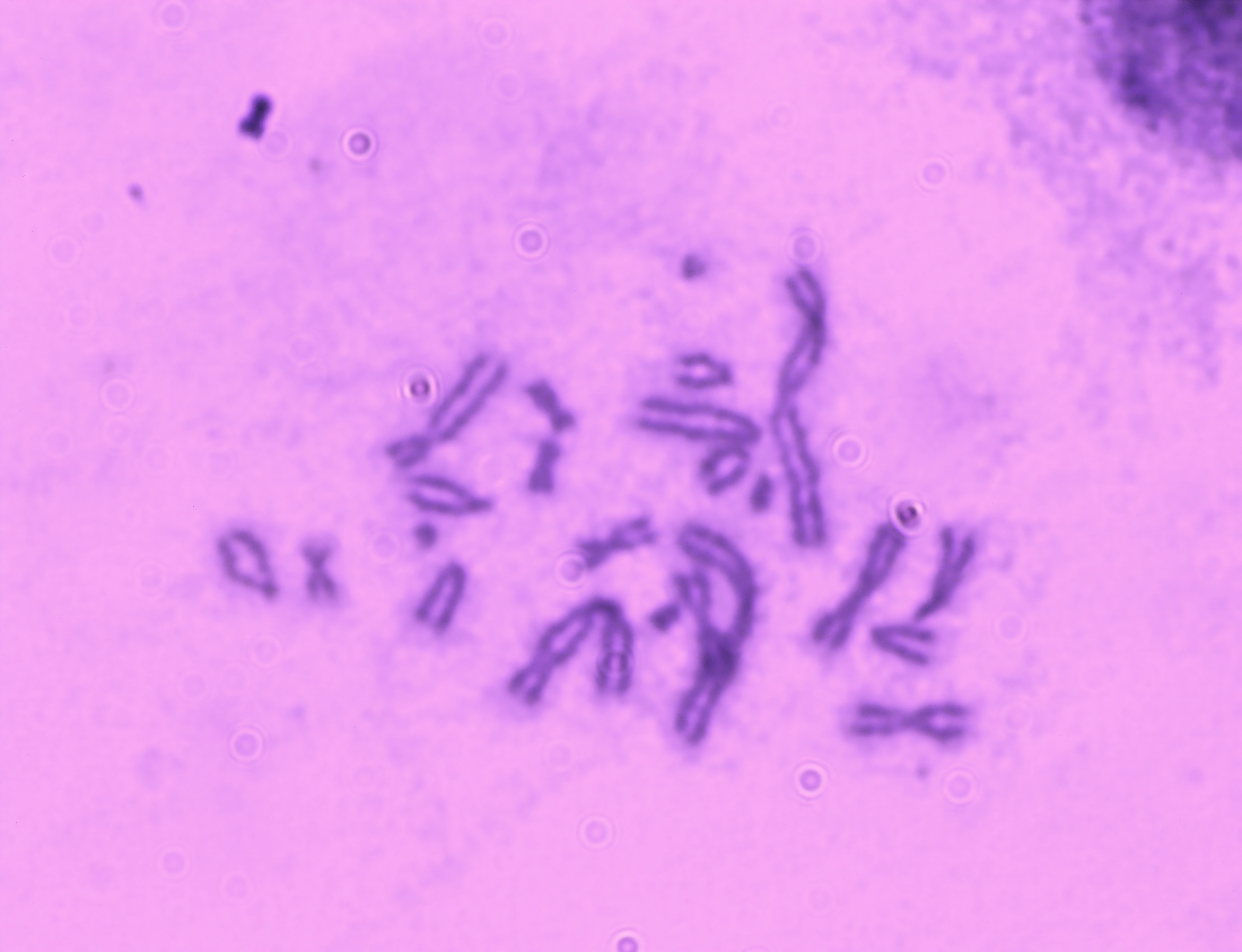 Genotoxicity Tests