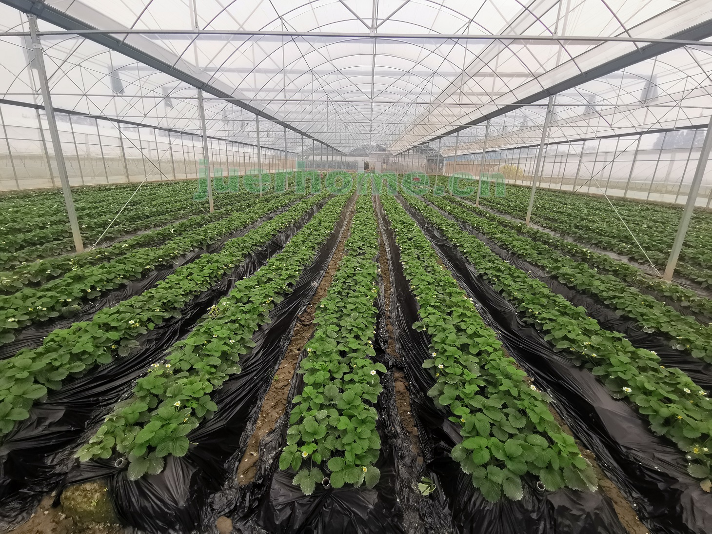 草莓滴灌水肥一体化