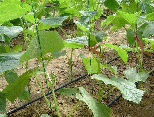 滴灌管网铺设方式