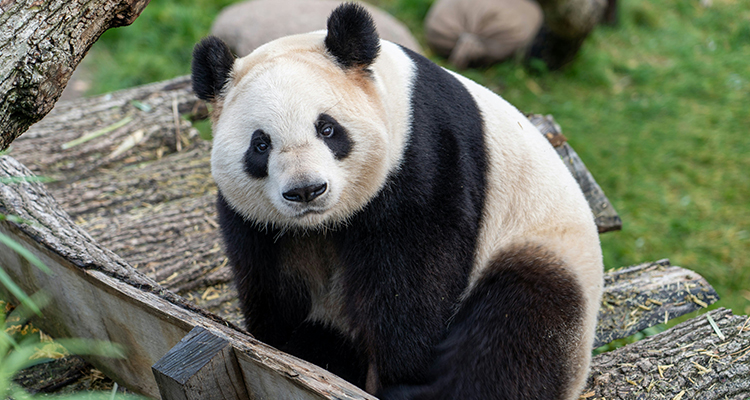 317国道深度游攻略：人文体验+高反预案+行程节奏设计（2026版）｜四川星空之旅