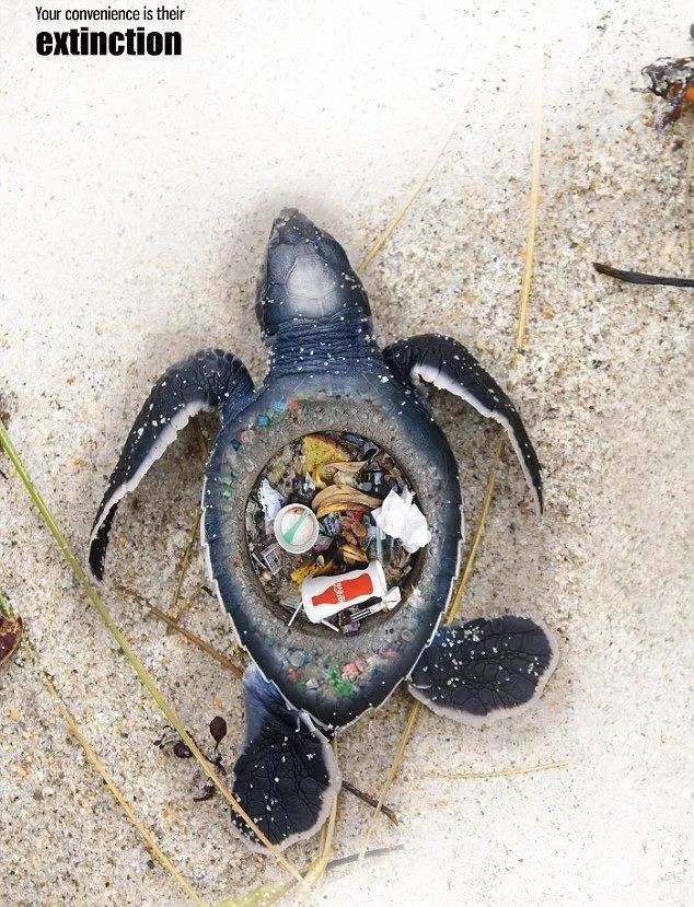 海龟