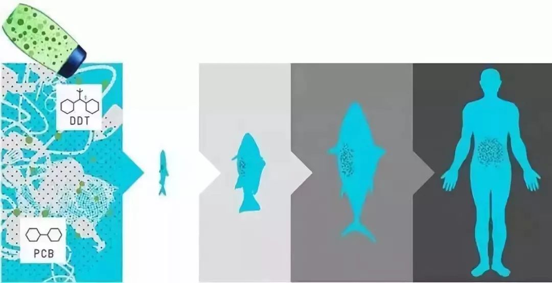 生物循环系统