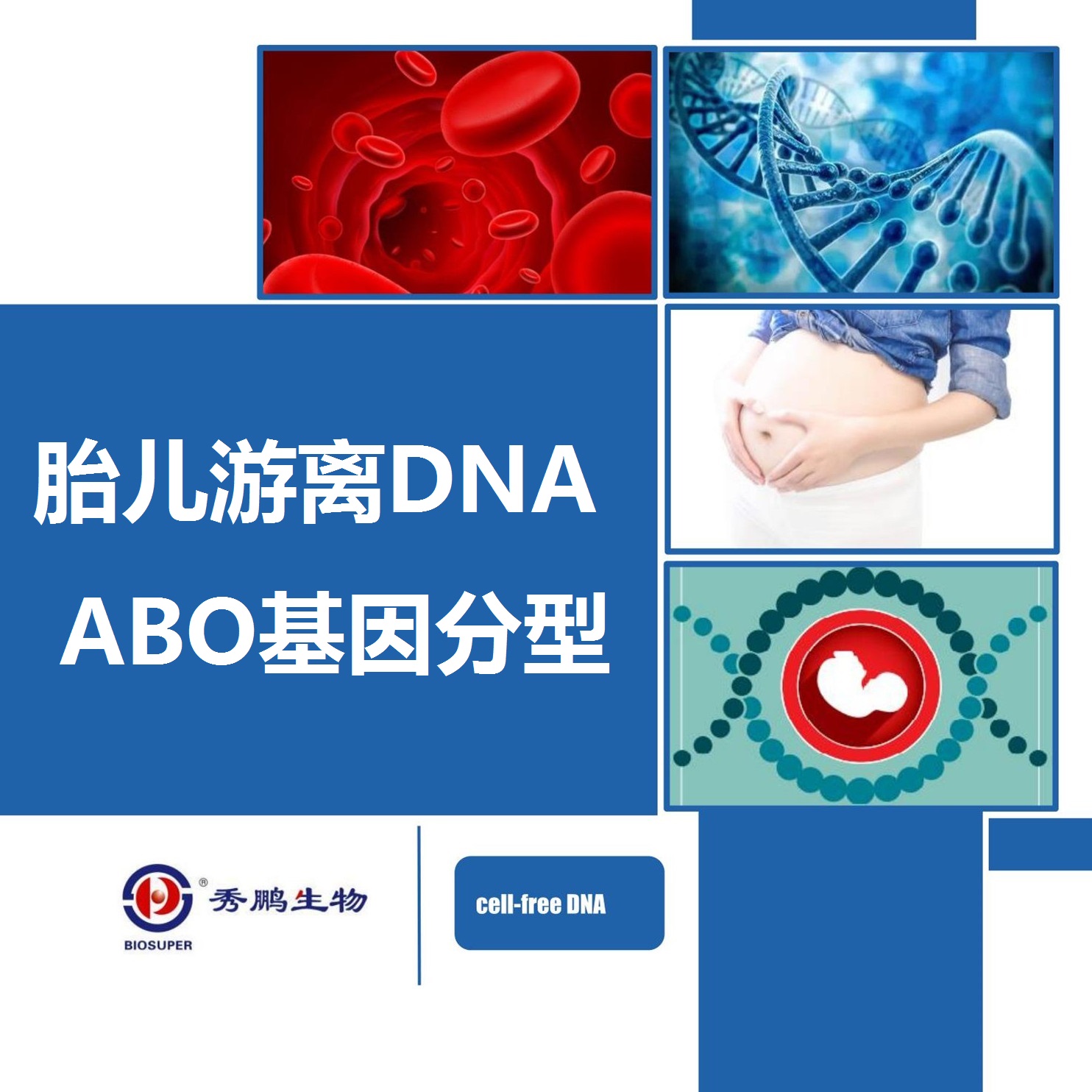 胎儿游离DNA ABO基因分型