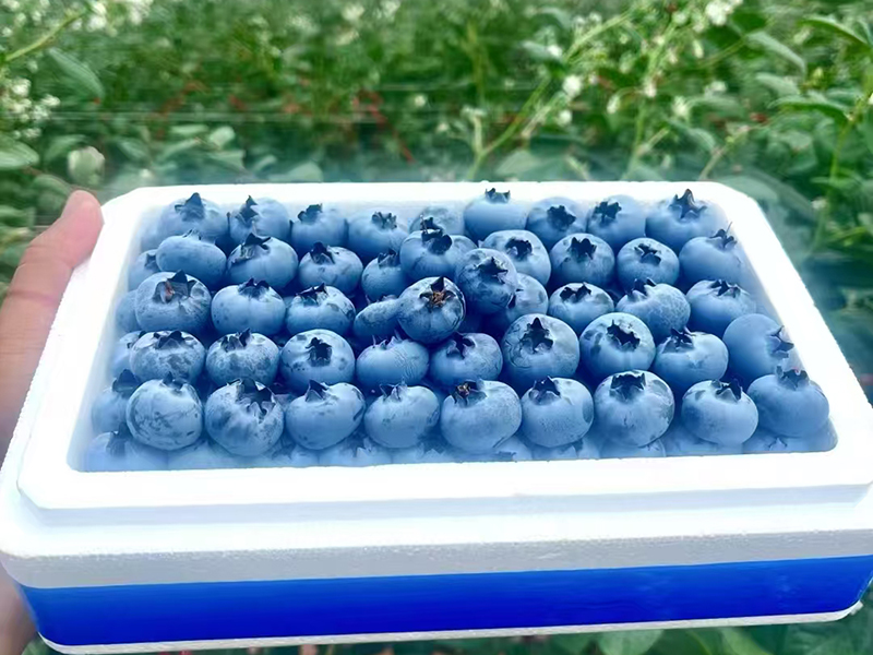 蓝莓种植