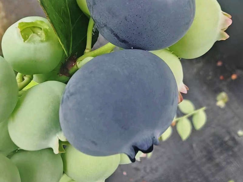 蓝莓种植