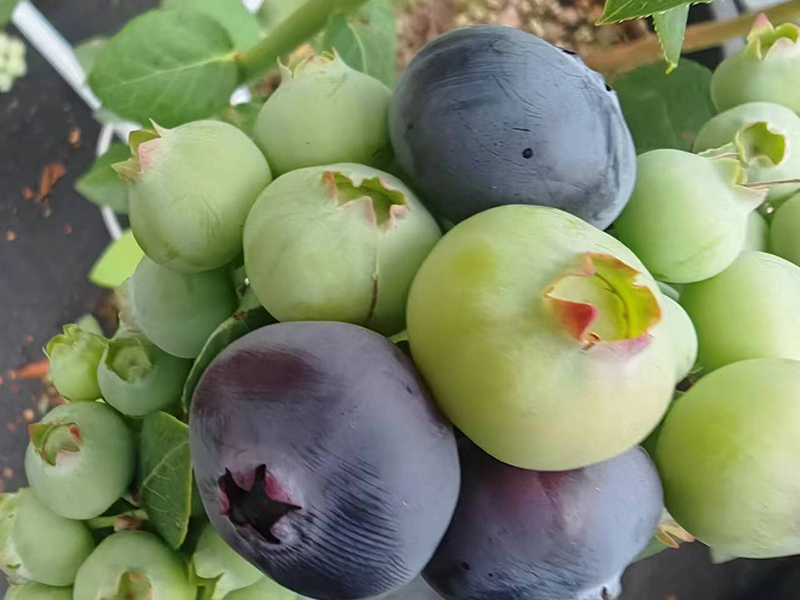 蓝莓种植