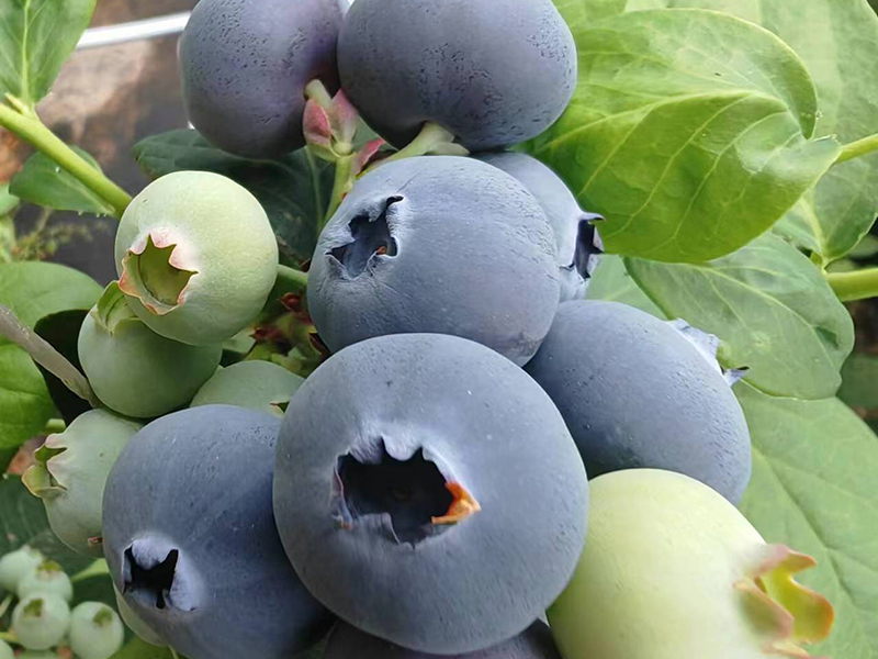 蓝莓种植