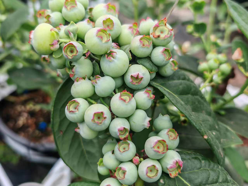 蓝莓种植