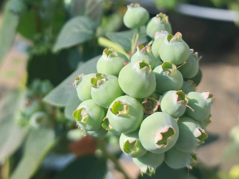 蓝莓种植