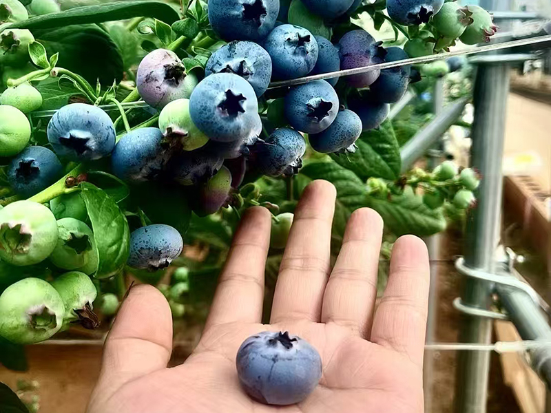 蓝莓种植