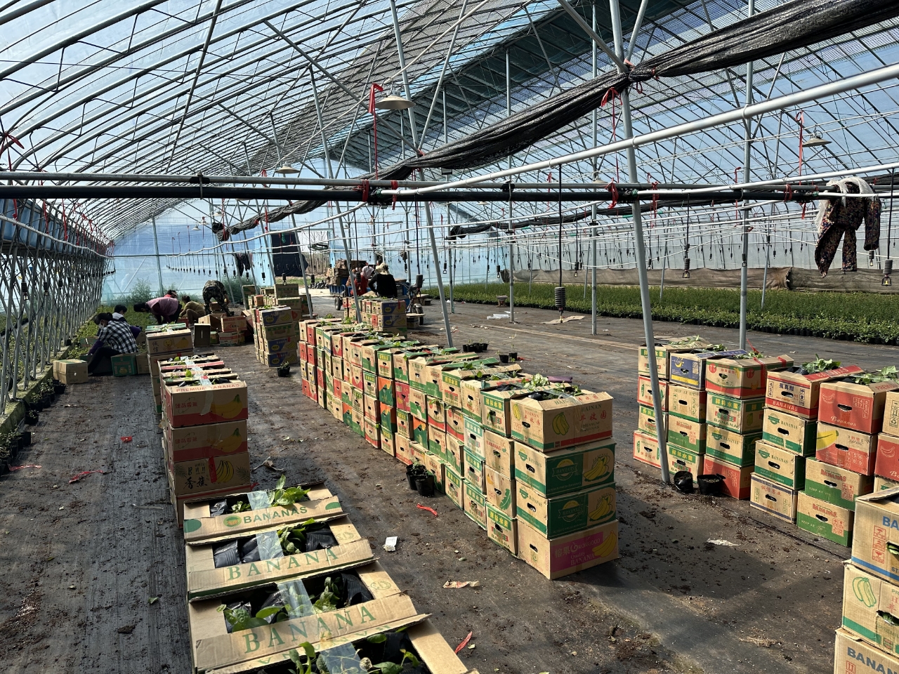 2025年7月，绿驰农业与江苏中粟达成重要合作