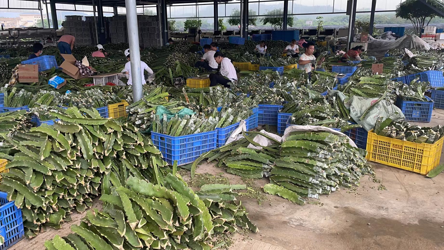 绿驰火龙果深受国际客户青睐，产品远销全球