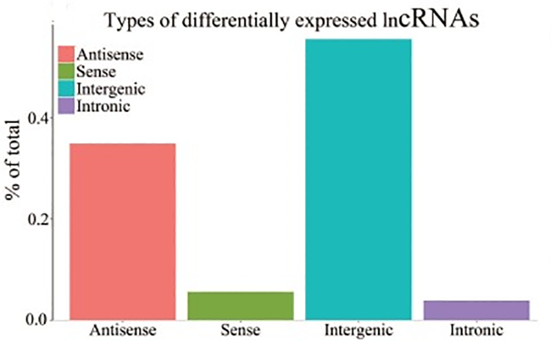 lncRNA测序