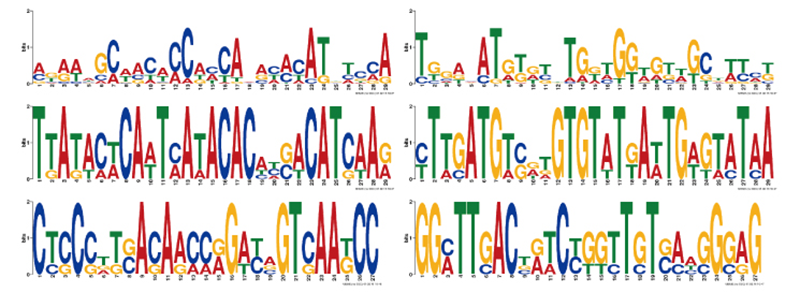 ChIP-seq