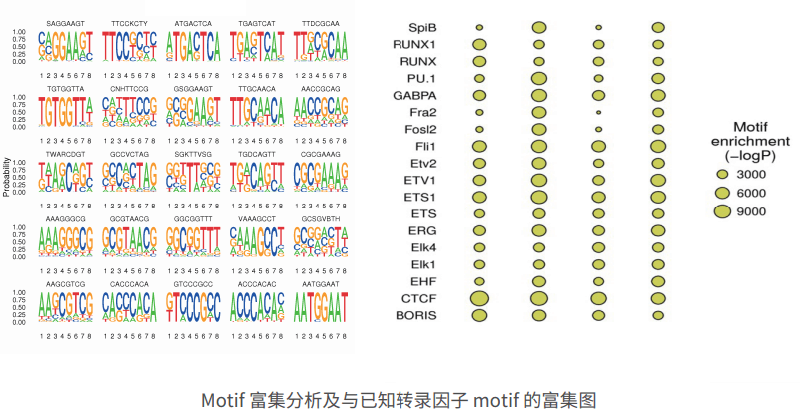 ATAC-seq