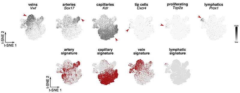 10×单细胞转录组测序