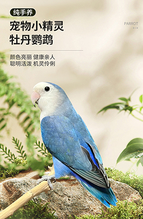 活禽宠物鹦鹉详情页