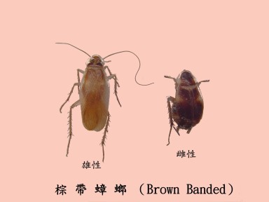 防治蟑螂