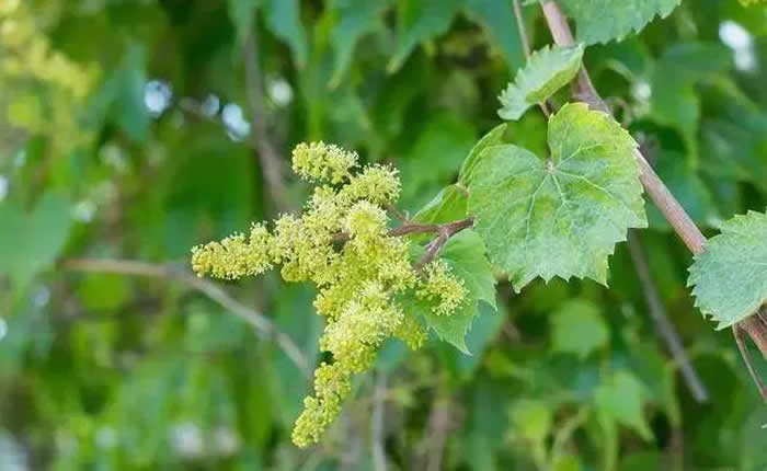 葡萄花期这样管高产不用愁