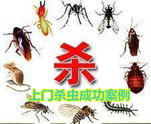 杀虫成功案例