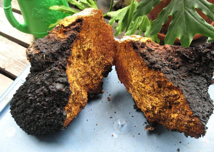 西伯利亚桦树茸 西伯利亚桦树茸