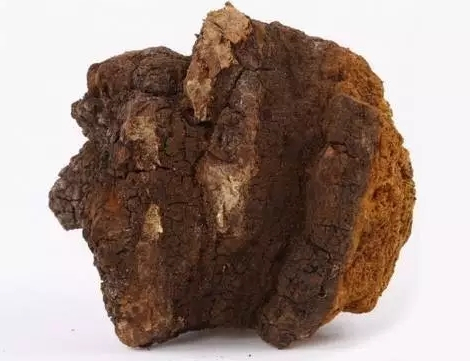 办公室常备白桦茸：职场人的活力续航小秘诀