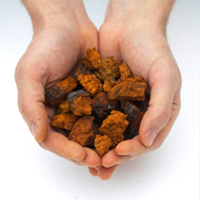 桦树茸原料 桦树茸原料