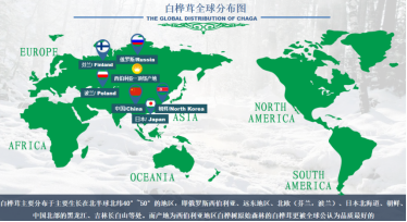 白桦茸全球分布图